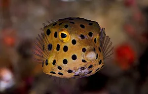 Spotted Boxfish Underwater Wallpaper