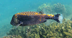 Spotted Boxfish Underwater Wallpaper