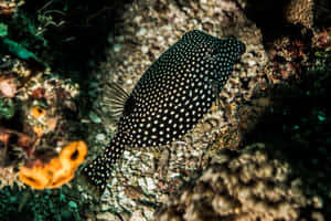 Spotted Boxfishin Coral Reef Wallpaper