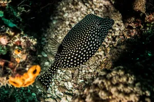 Spotted Boxfishin Coral Reef Wallpaper