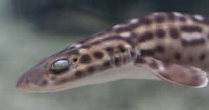 Spotted Cat Shark Close Up Wallpaper