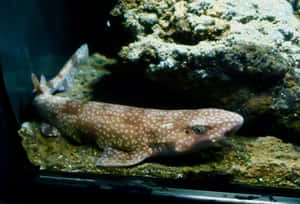 Spotted Cat Shark Restingon Rock Wallpaper