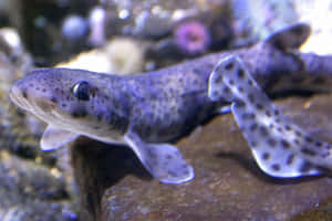 Spotted Catshark Up Close Wallpaper