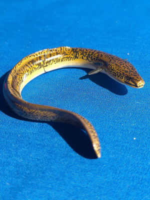 Spotted Conger Eelon Blue Wallpaper