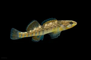 Spotted Darter Fish Black Background Wallpaper