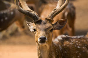 Spotted Deer Staring Camera.jpg Wallpaper