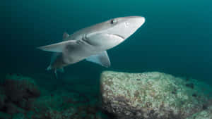 Spotted Dogfish Swimming Near Seabed Wallpaper