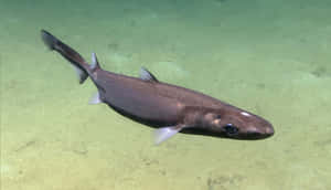 Spotted Dogfish Swimming Underwater.jpg Wallpaper