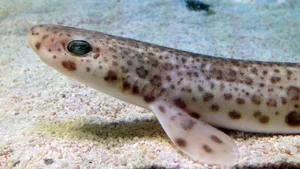 Spotted Dogfishon Sandy Bottom Wallpaper