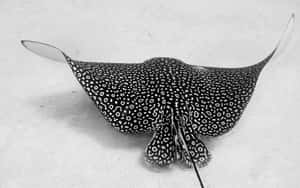 Spotted Eagle Ray Blackand White Wallpaper