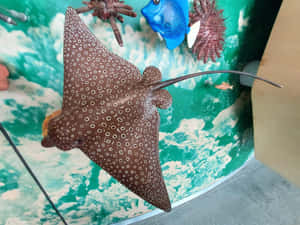 Spotted Eagle Ray Exhibit Wallpaper