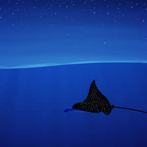 Spotted Eagle Ray Night Swim Wallpaper