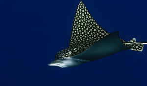 Spotted Eagle Ray Swimming Blue Ocean Wallpaper