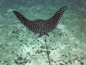 Spotted Eagle Ray Swimming Over Seabed Wallpaper
