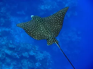 Spotted Eagle Ray Swimming Underwater.jpg Wallpaper