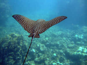 Spotted Eagle Ray Swimming Underwater.jpg Wallpaper