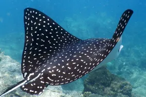 Spotted Eagle Ray Swimming Underwater.jpg Wallpaper