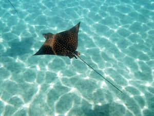 Spotted Eagle Ray Swimming Wallpaper