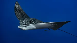 Spotted Eagle Ray Underwater Wallpaper