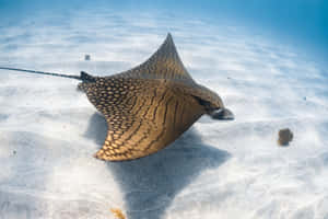 Spotted Eagle Ray Underwater Wallpaper