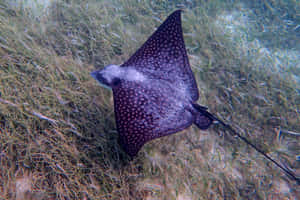 Spotted Eagle Ray Underwater Wallpaper