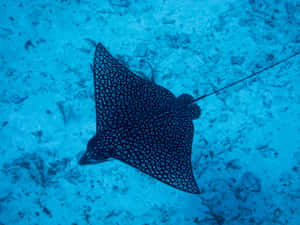 Spotted Eagle Ray Underwater.jpg Wallpaper