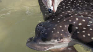 Spotted Eagle Ray Up Close Wallpaper