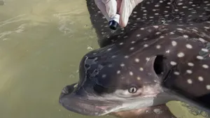 Spotted Eagle Ray Up Close Wallpaper