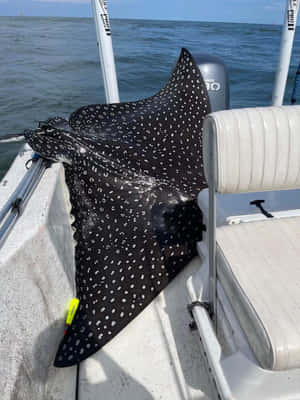 Spotted Eagle Rayon Boat Wallpaper