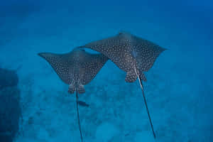 Spotted Eagle Rays Underwater Wallpaper