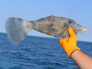 Spotted Filefish Held Over Ocean Wallpaper