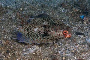 Spotted Flying Gurnard On Seabed.jpg Wallpaper