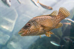 Spotted Grouper Swimming Underwater.jpg Wallpaper