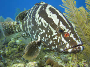 Spotted Grouper Underwater Wallpaper