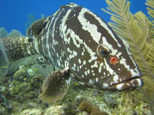 Spotted Grouper Underwater Wallpaper
