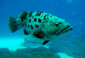 Spotted Grouper Underwater Wallpaper