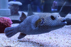 Spotted Guineafowl Pufferfish Aquarium Wallpaper