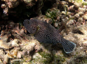 Spotted_ Guineafowl_ Pufferfish_ On_ Coral_ Reef.jpg Wallpaper