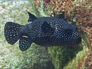 Spotted Guineafowl Pufferfish Swimming Wallpaper