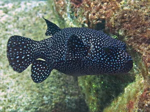 Spotted Guineafowl Pufferfish Swimming Wallpaper