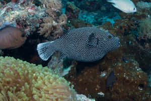 Spotted Guineafowl Pufferfish Underwater Wallpaper