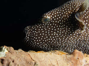 Spotted Guineafowl Pufferfish Underwater Wallpaper