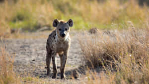 Spotted Hyenain Grassland.jpg Wallpaper