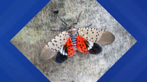 Spotted Lanternfly Invasive Species Wallpaper