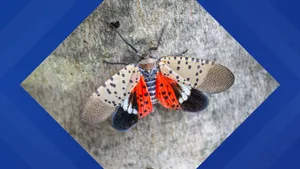 Spotted Lanternfly Invasive Species Wallpaper