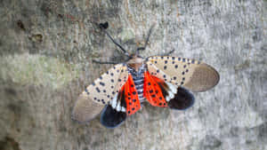 Spotted Lanternflyon Tree Bark Wallpaper