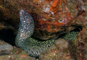 Spotted Moray Eel Emerging From Rocky Crevice Wallpaper