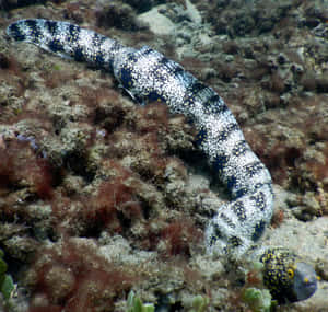 Spotted Moray Eelon Reef Wallpaper