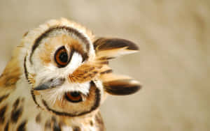 Spotted Owl With A Perturbed Head Wallpaper