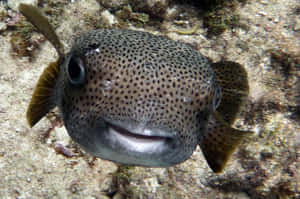 Spotted Porcupinefish Close Up Wallpaper